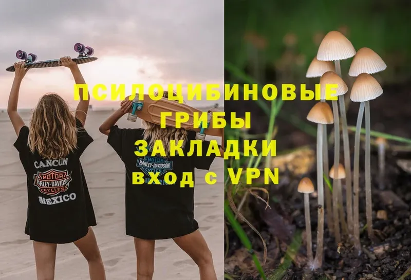 Псилоцибиновые грибы Psilocybine cubensis  Ишим 